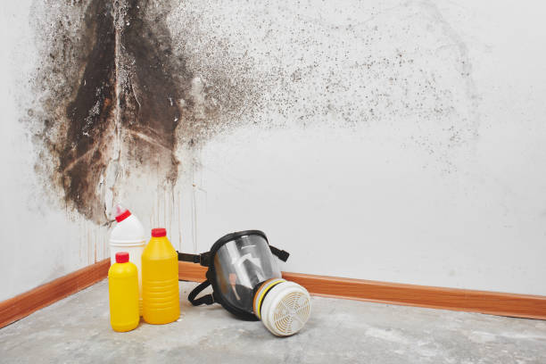 Mold Removal Process in Noble, OK