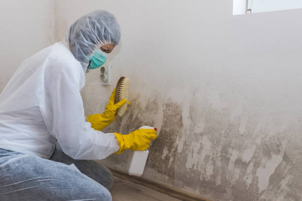 Best Local Mold Removal Service  in Noble, OK