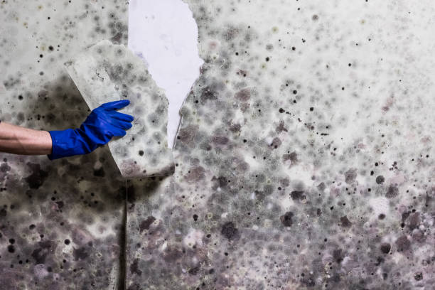 Best Mold Testing  in Noble, OK