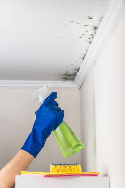 Reliable Noble, OK Mold Removal Solutions