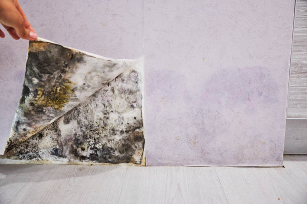 Best Toxic Mold Removal  in Noble, OK